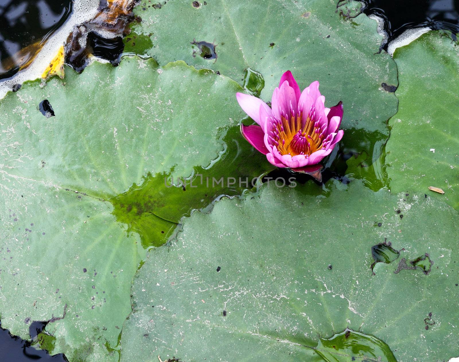 pink lotus on the river by geargodz