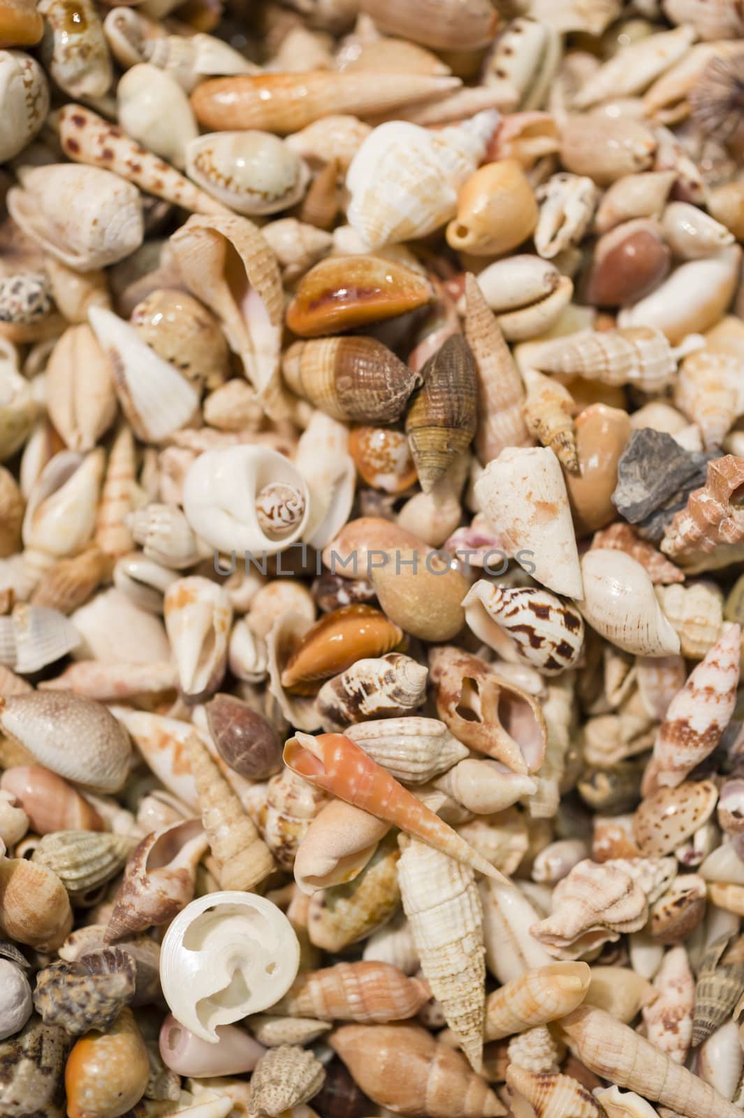 Collection of sea shells randomly grouped.