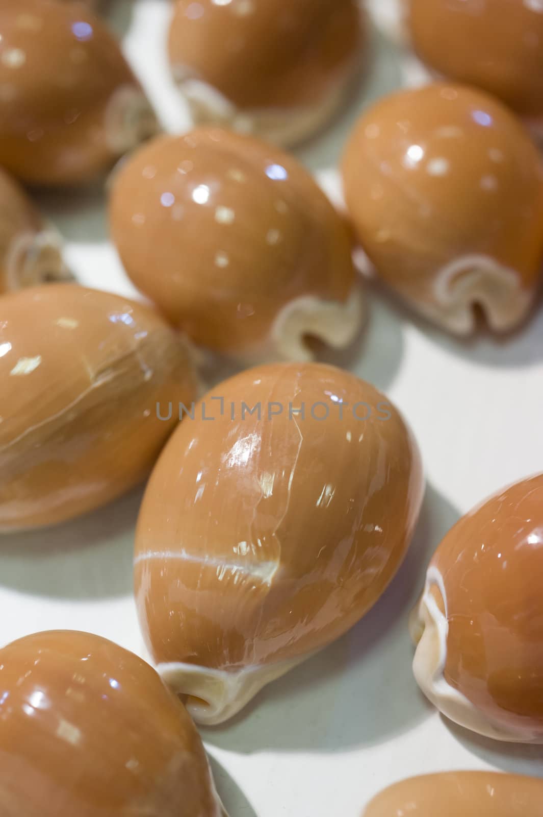 Collection of Lyncina aurantium, golden cowrie, sea snail marine gastropod mollusk in the family Cypraeidae