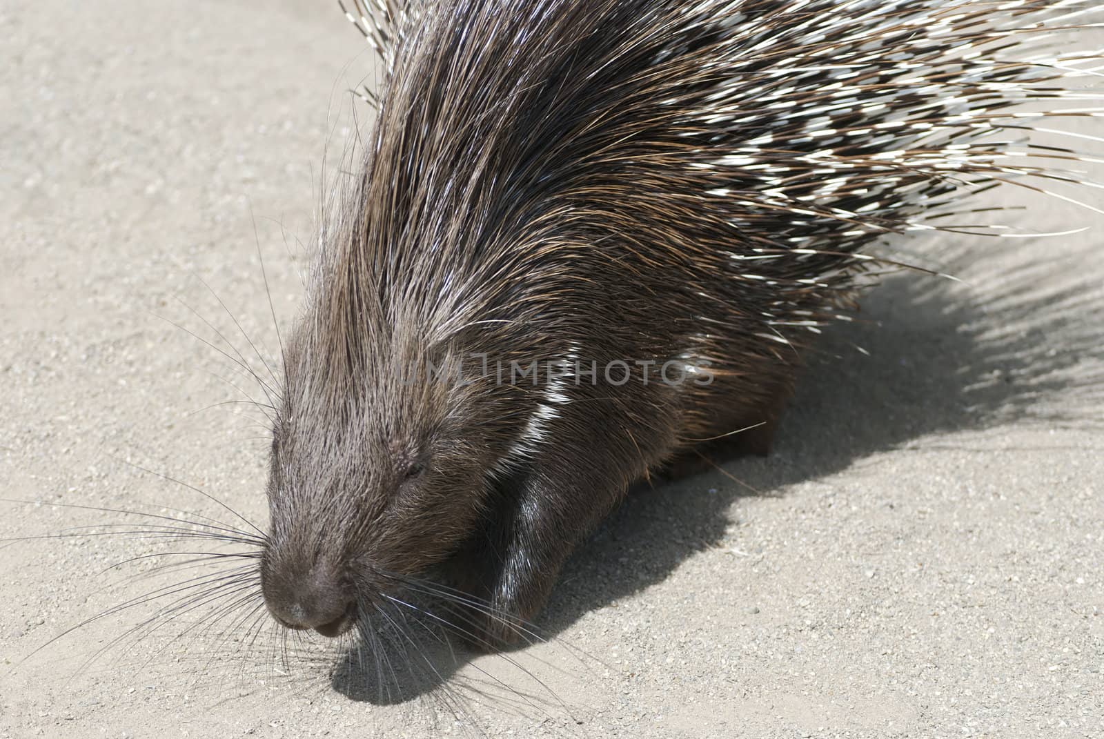 Indian Crested Porcupine walking under the sun