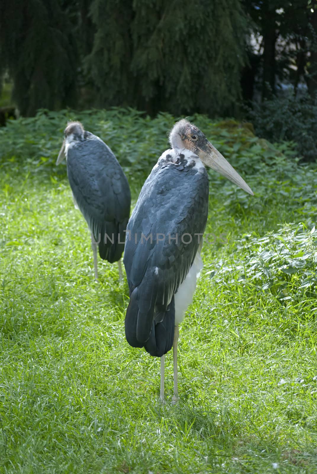 Two marabous on green forest background