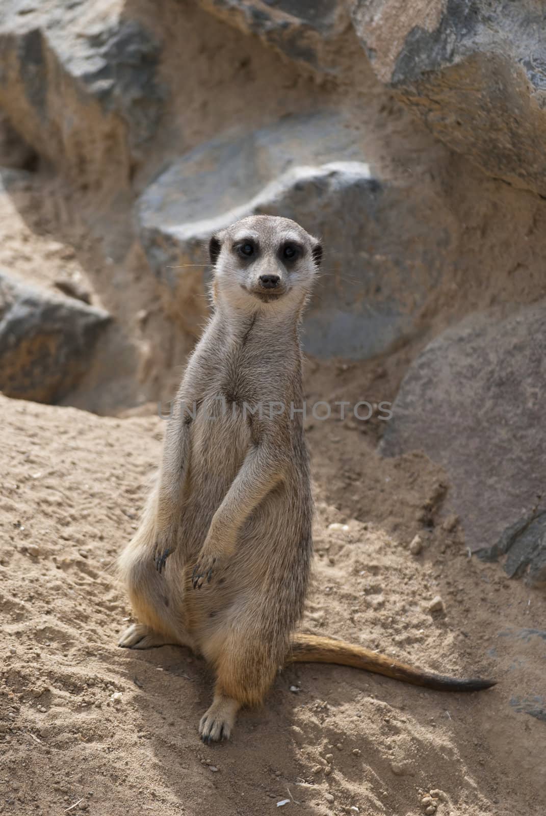 Cute meerkat or suricate, Suricata suricatta, small mammal belonging to the mongoose family
