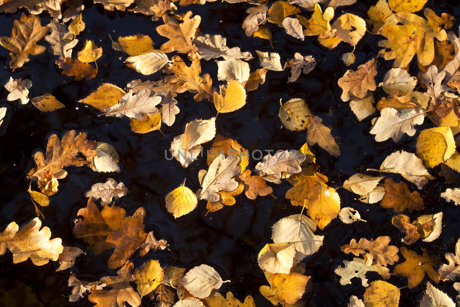 yellow autumn leaves on water by catolla