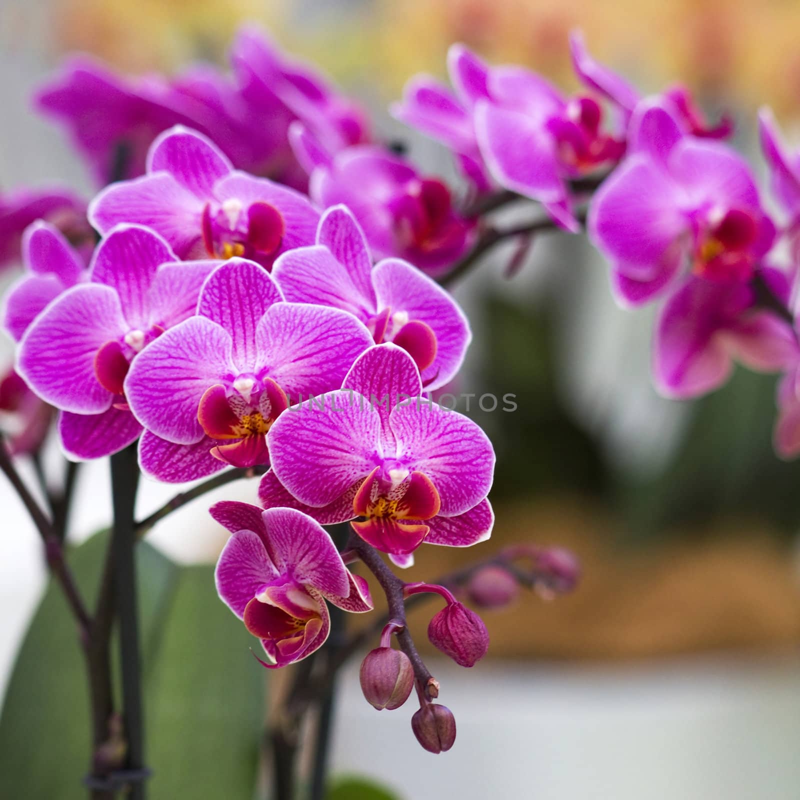 Beautiful purple orchid  - phalaenopsis by miradrozdowski