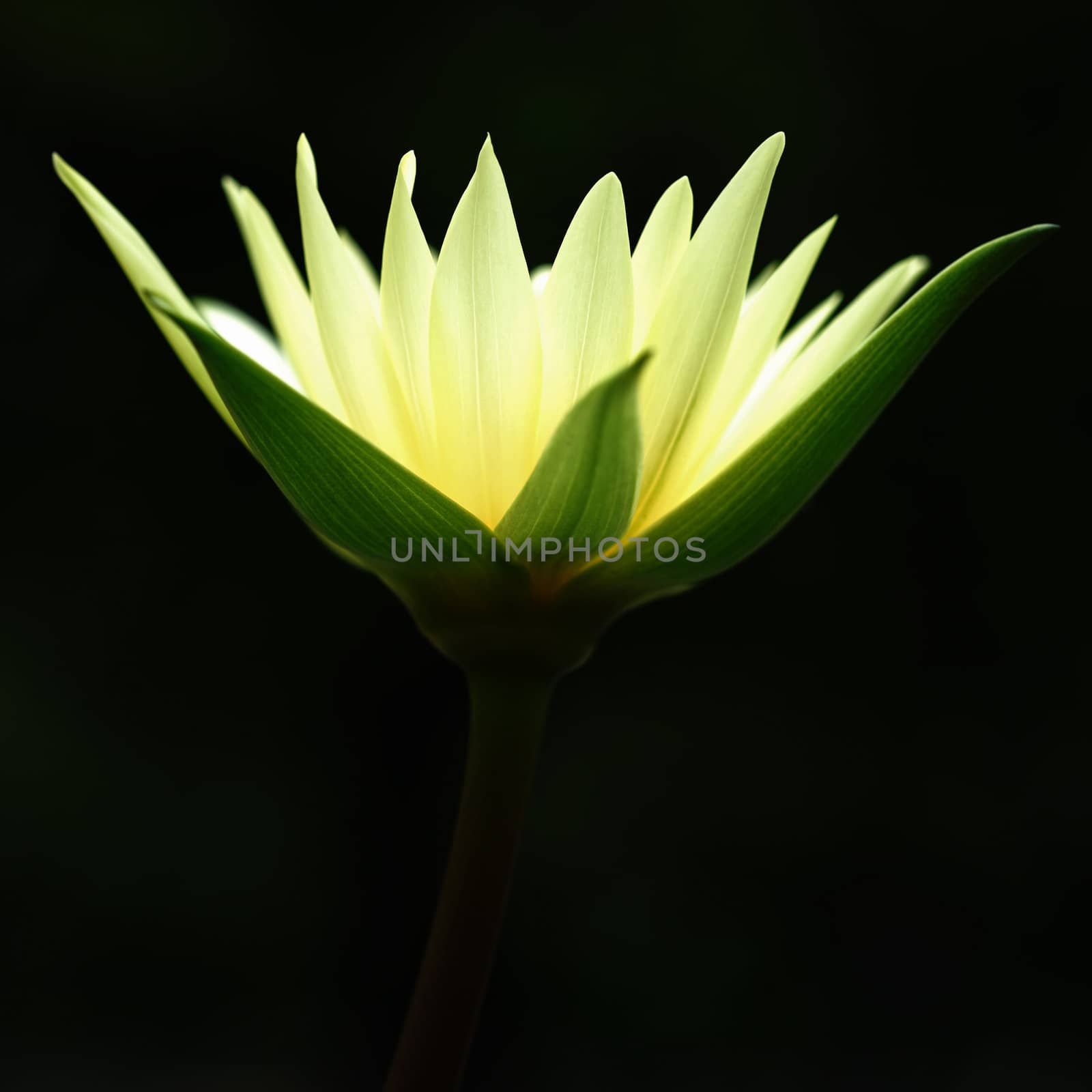 Beautiful blooming yellow water lily by foto76