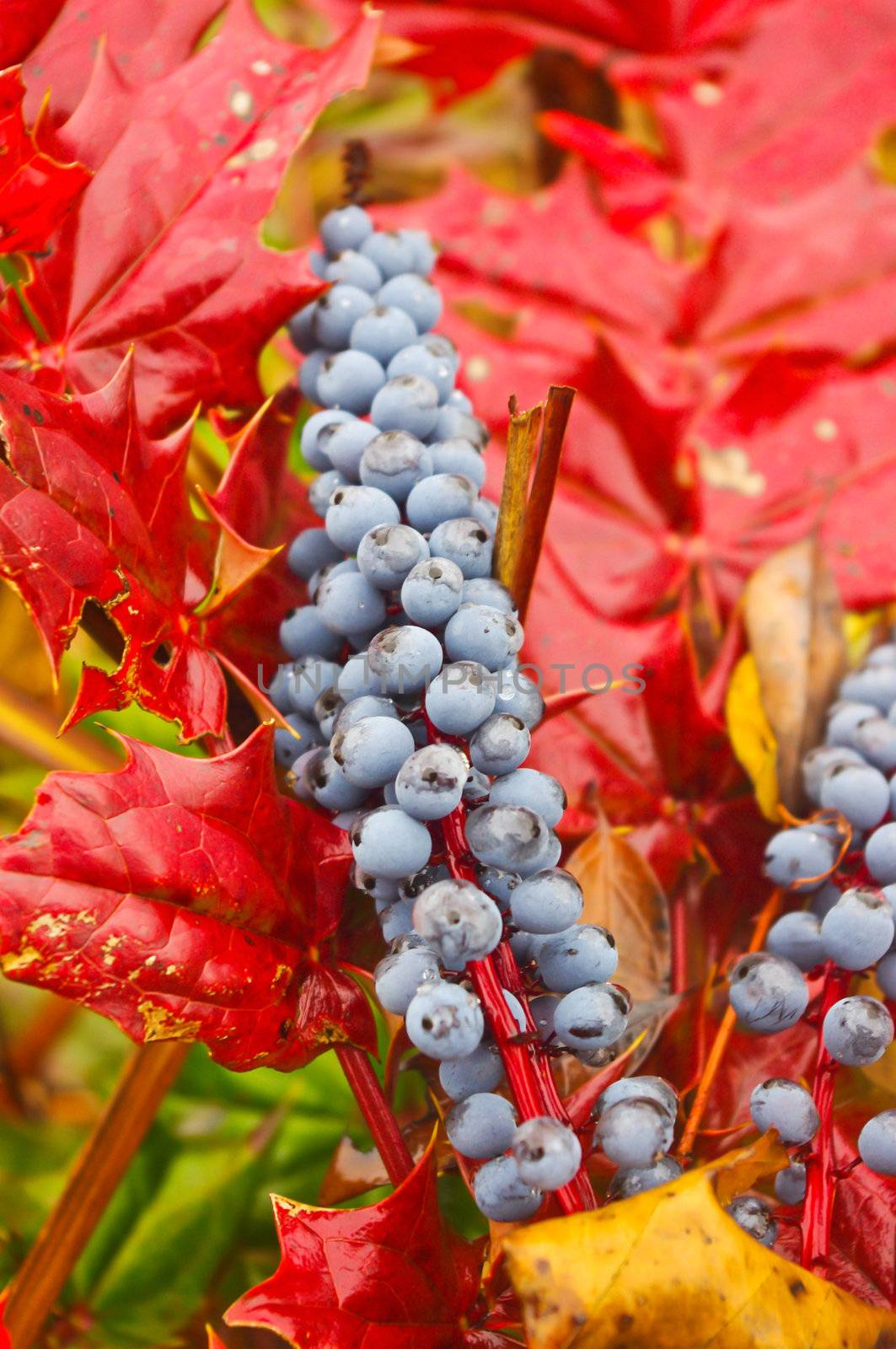 plump fruit at bumper season of south china