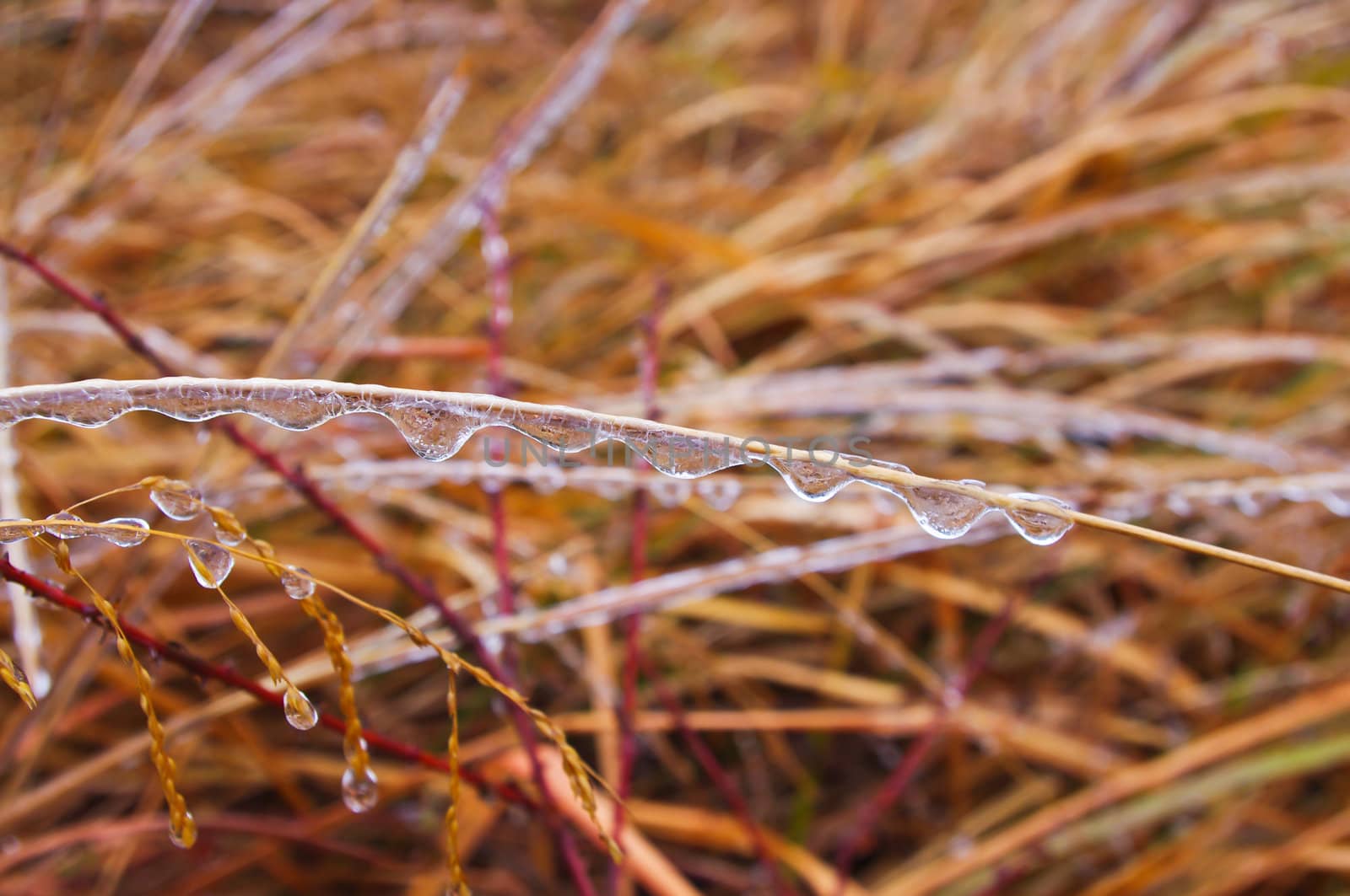 ice on branches after great snow at chinese south pro Guangdong