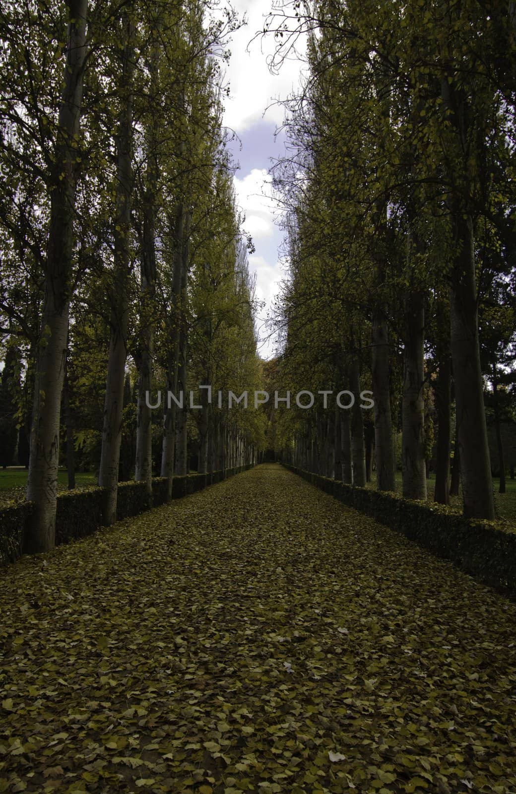 Beautiful lane with tall trees on both sides of the pathway in autumn, leading to a colorful and symmetrical composition