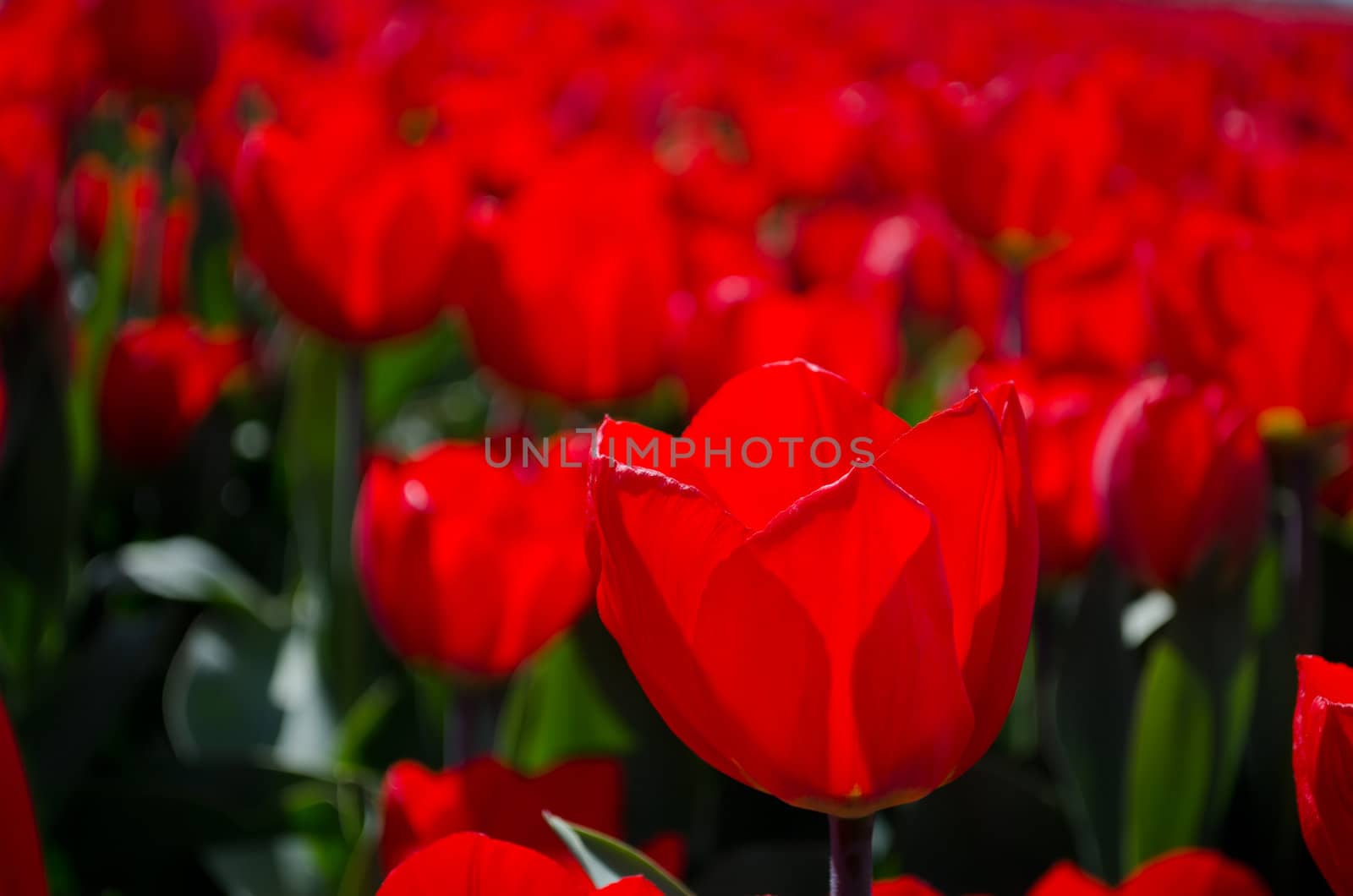 Red tulips by pljvv
