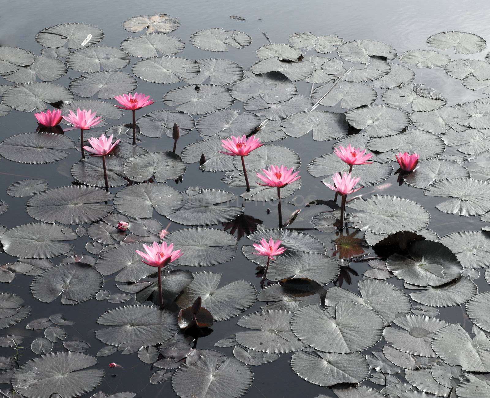 Lotus pond scenery
