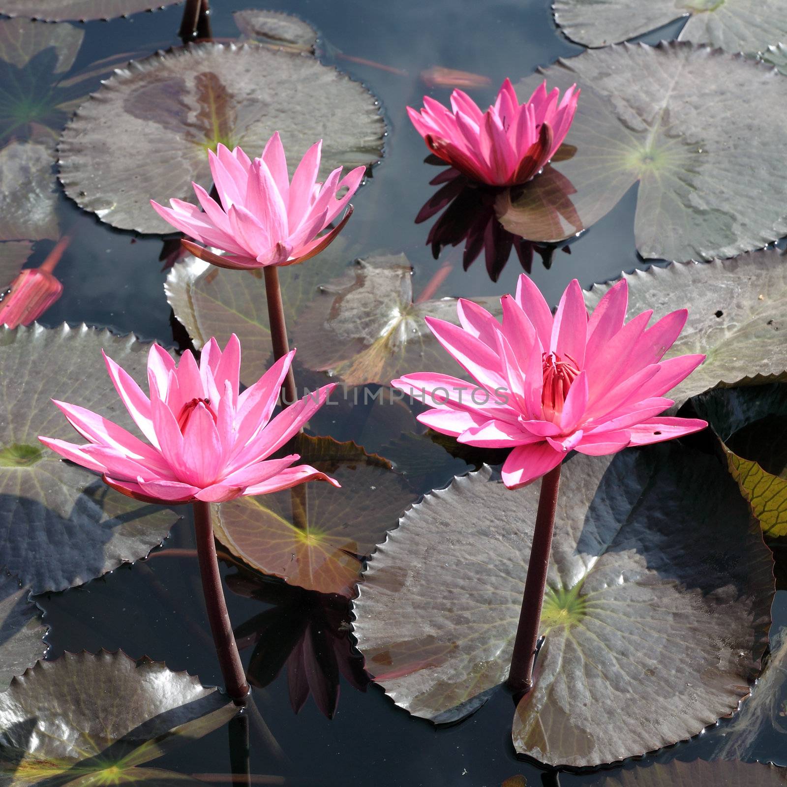 Water lily lotus flower and leaves by geargodz