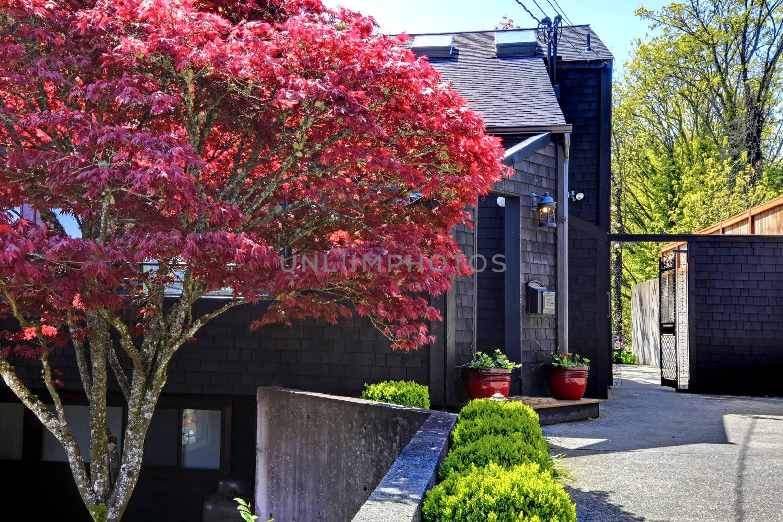 Dark black wood modern house with maple tree and gates.