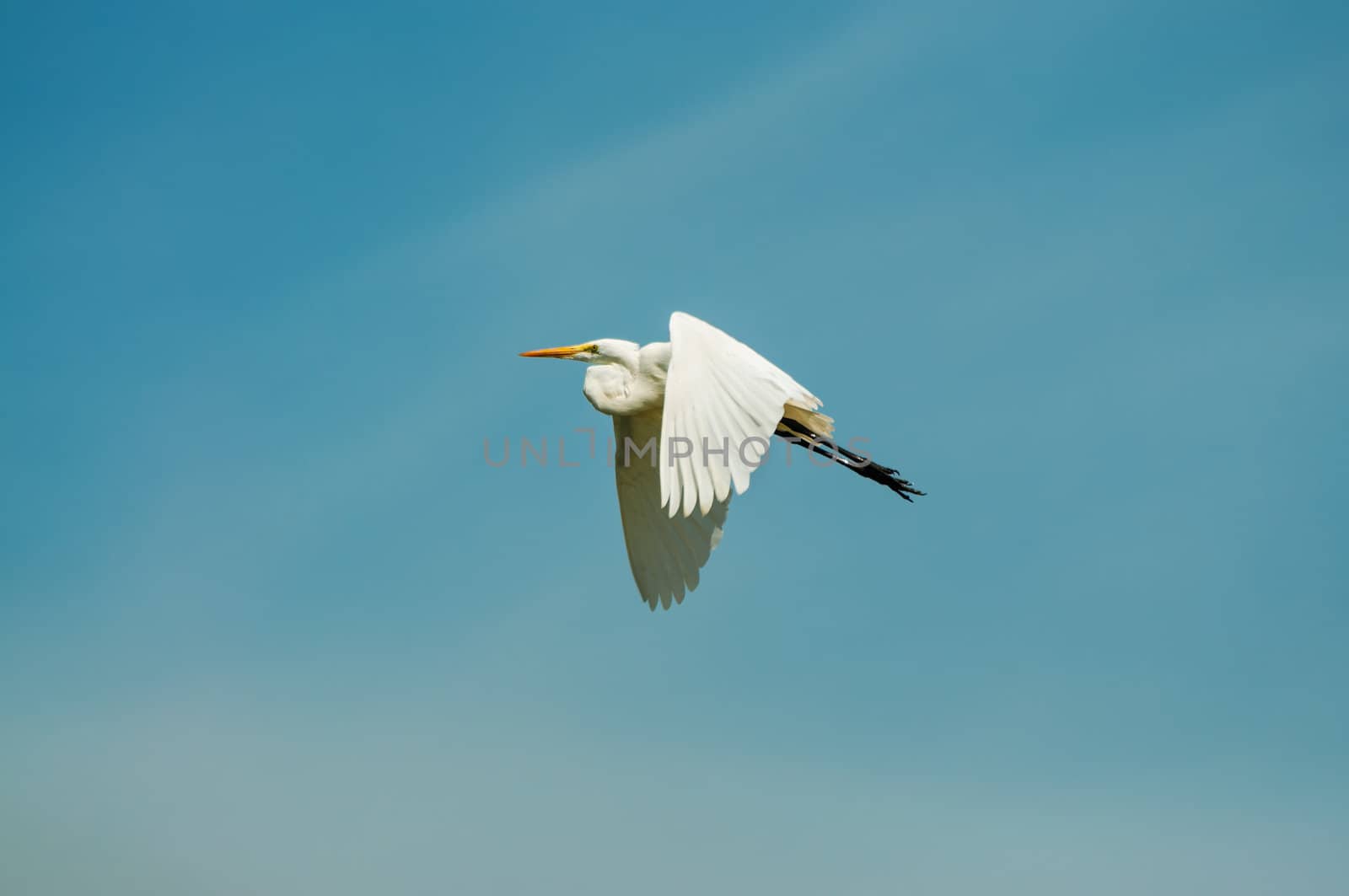 Great egret in flight with a beautiful blue sky