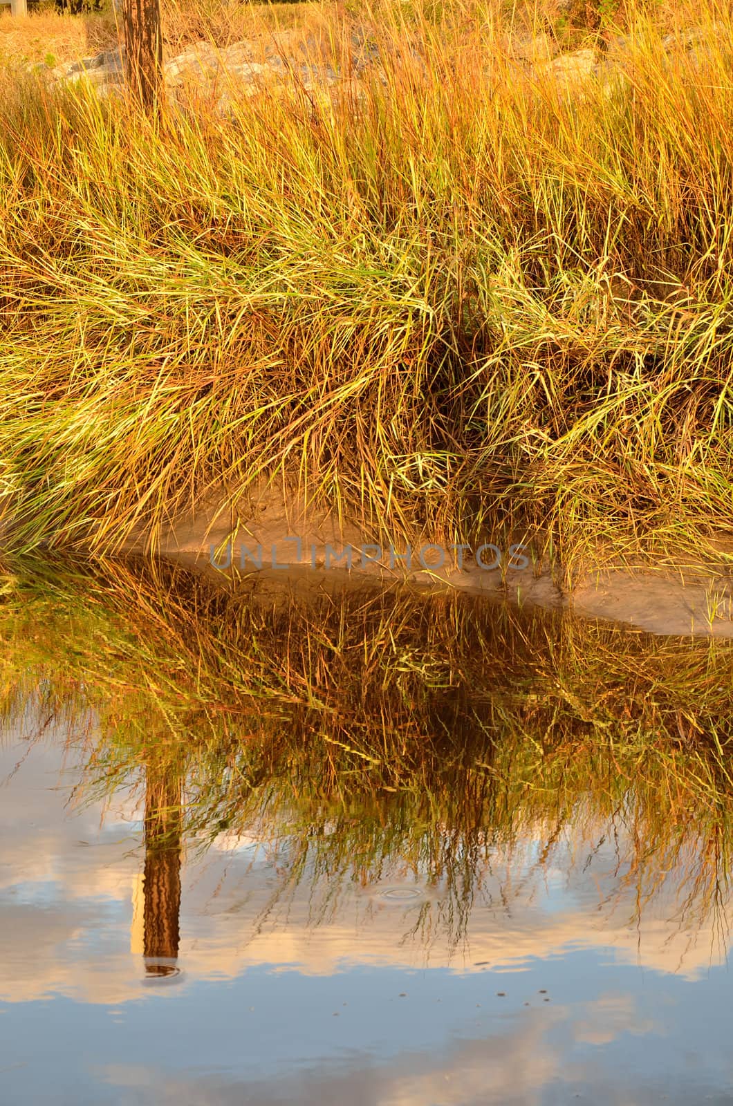 Marsh grasses and clouds reflect at the water's edge