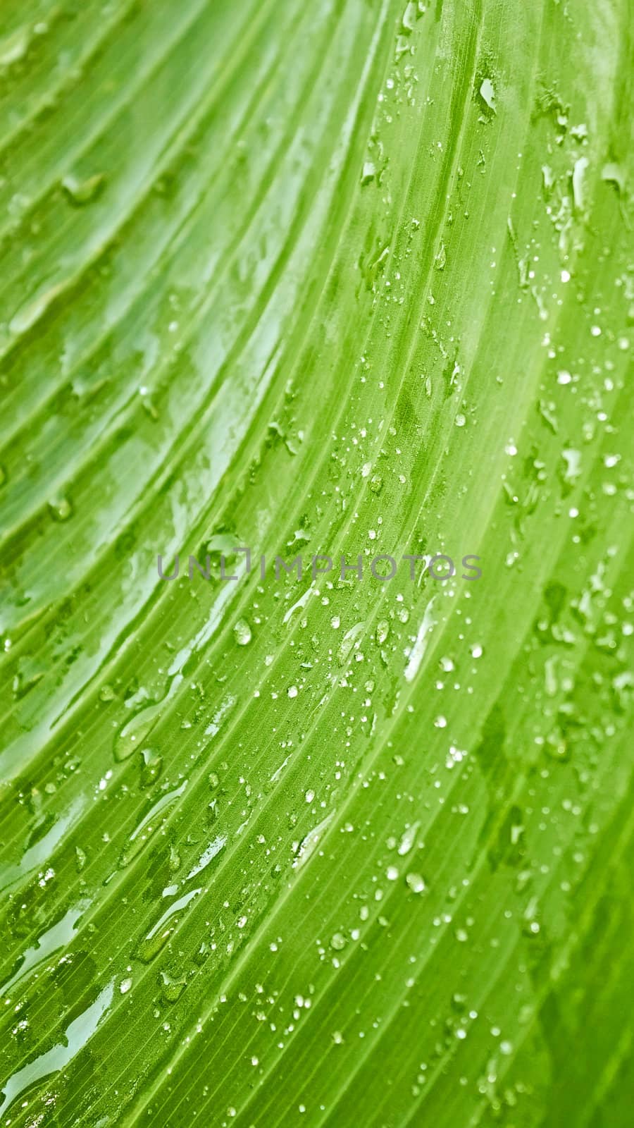Large green leaf with rain drops  by qiiip