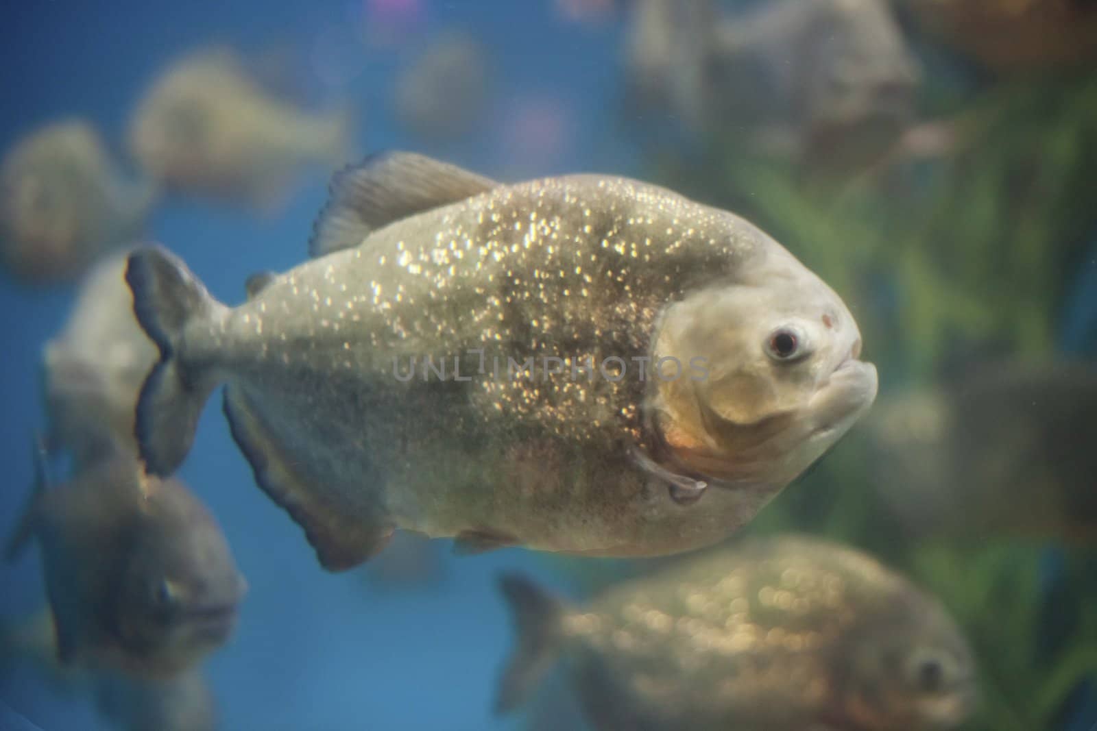 Piranha fishes in an aquarium