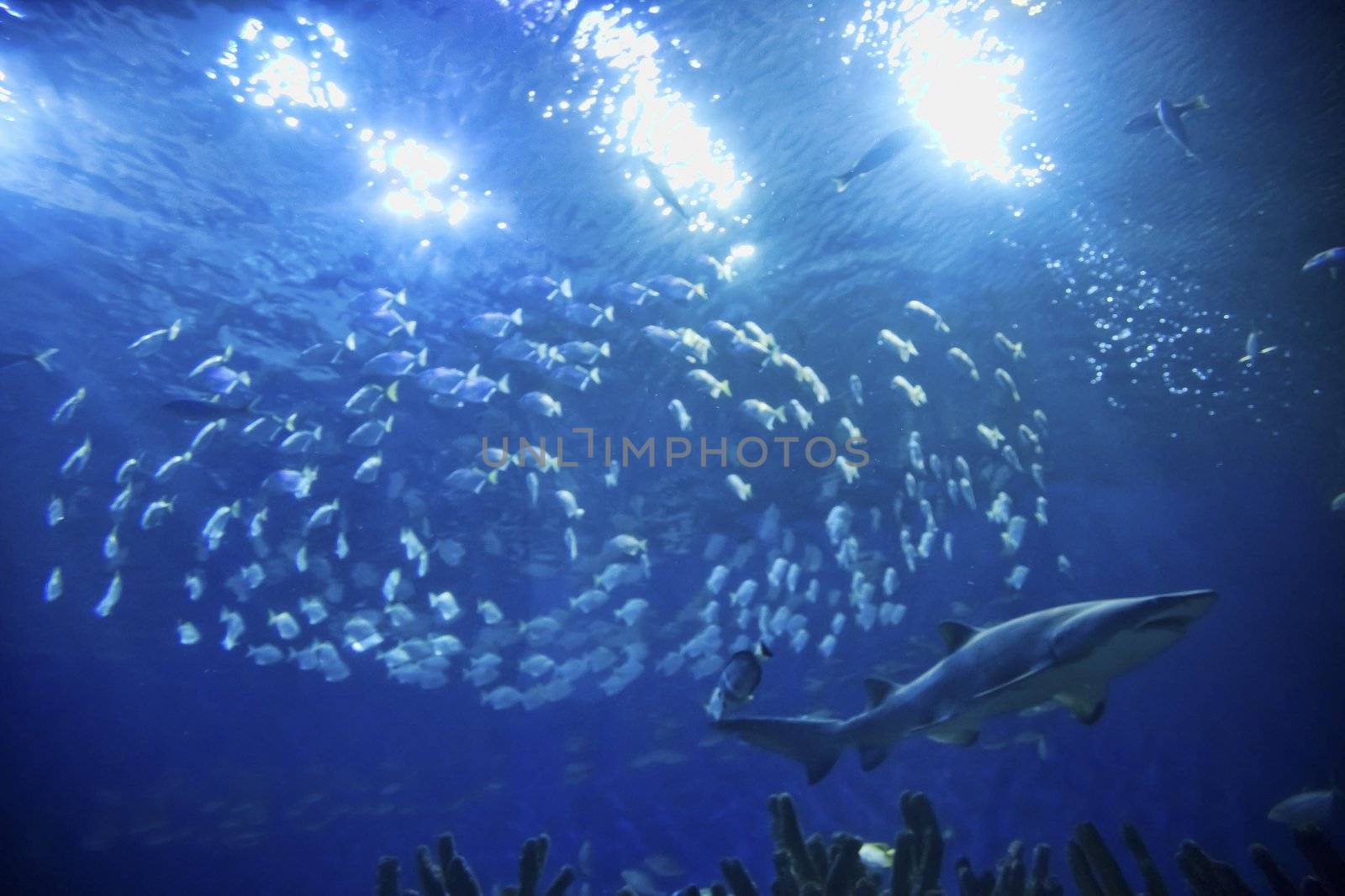 Shark swimming in ocean with sunlight