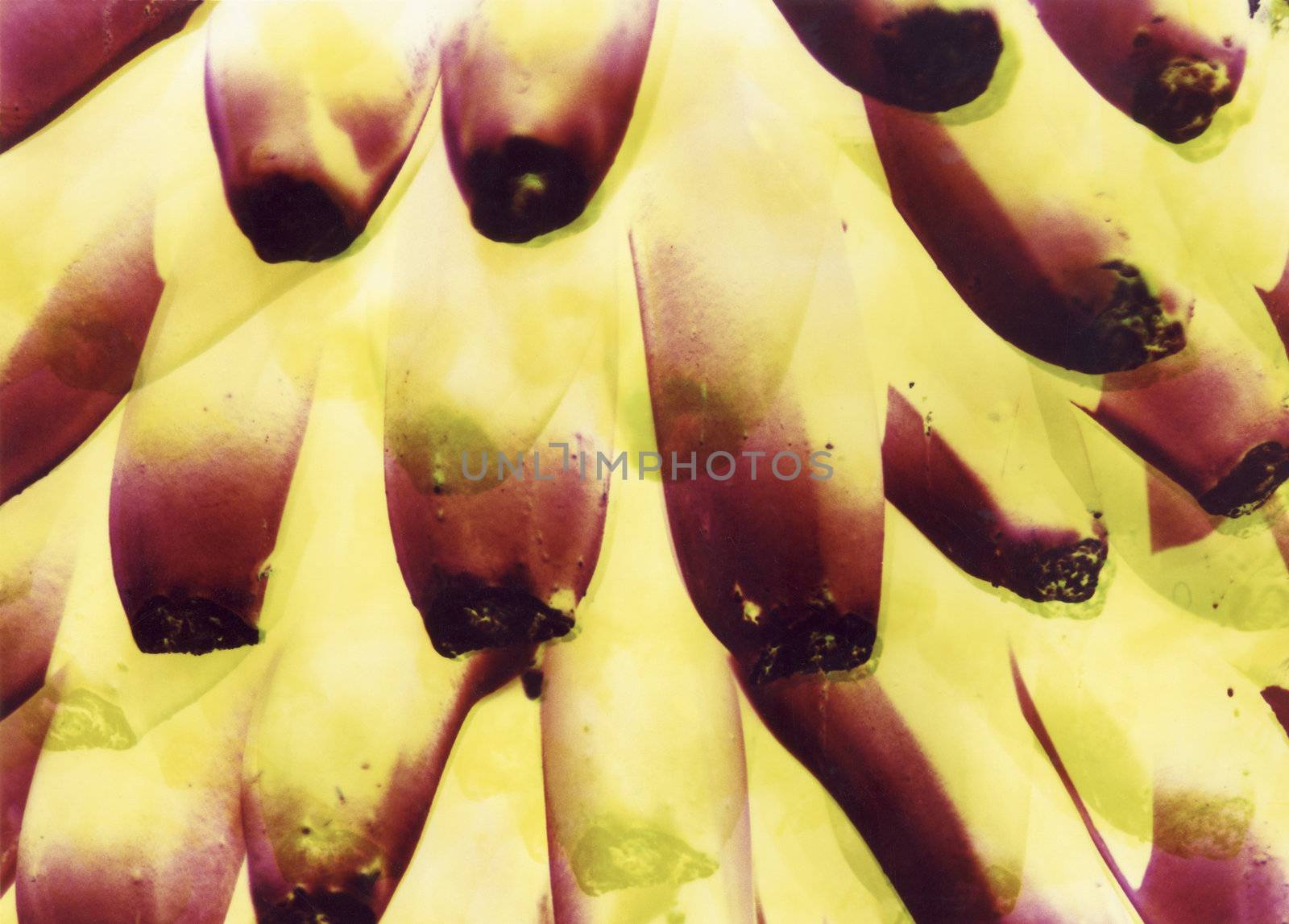 abstract bananas