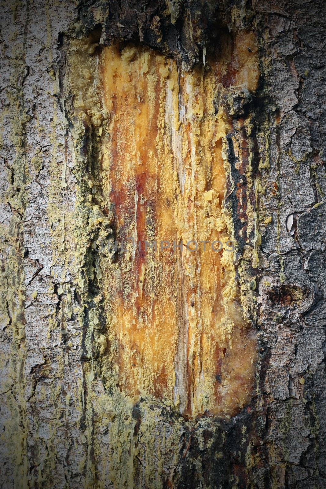 scar full with resin  on a spruce trunk with added vignette