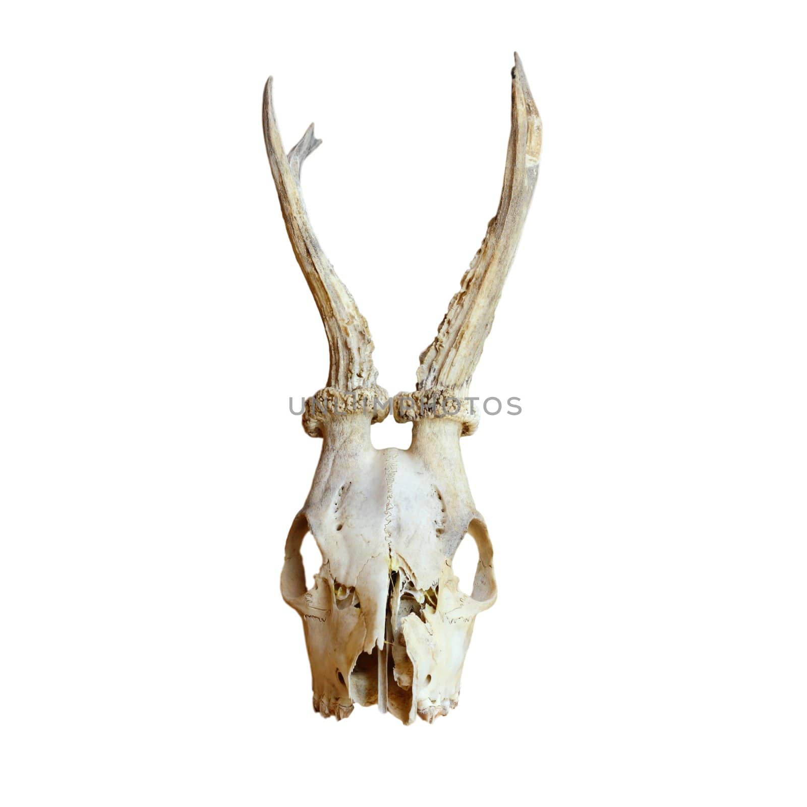 trophy of male roe deer ( capreolus capreolus ) isolated over white background