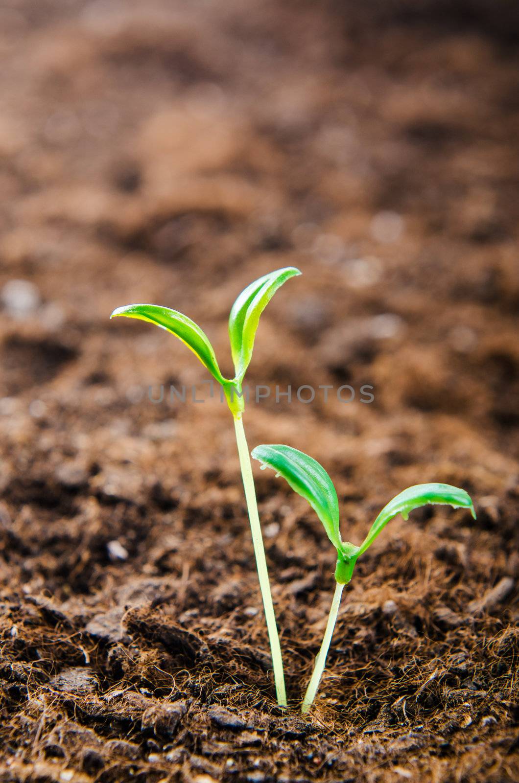 Green seedlings in new life concept