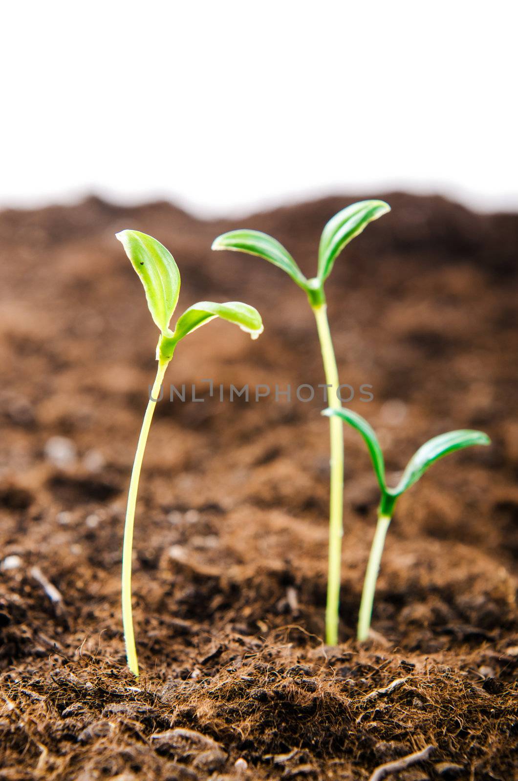 Green seedlings in new life concept