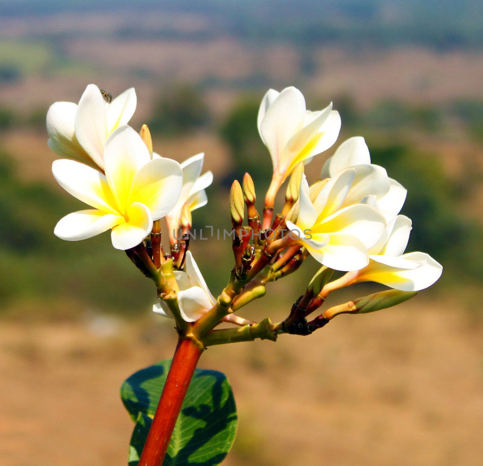 white and yellow frangipani flowers with leaves in background by geargodz