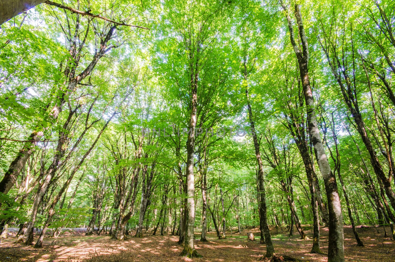 Green forest during bright summer day