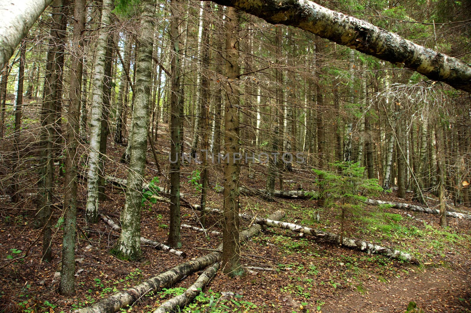 Forest by andrei_kolyvanov