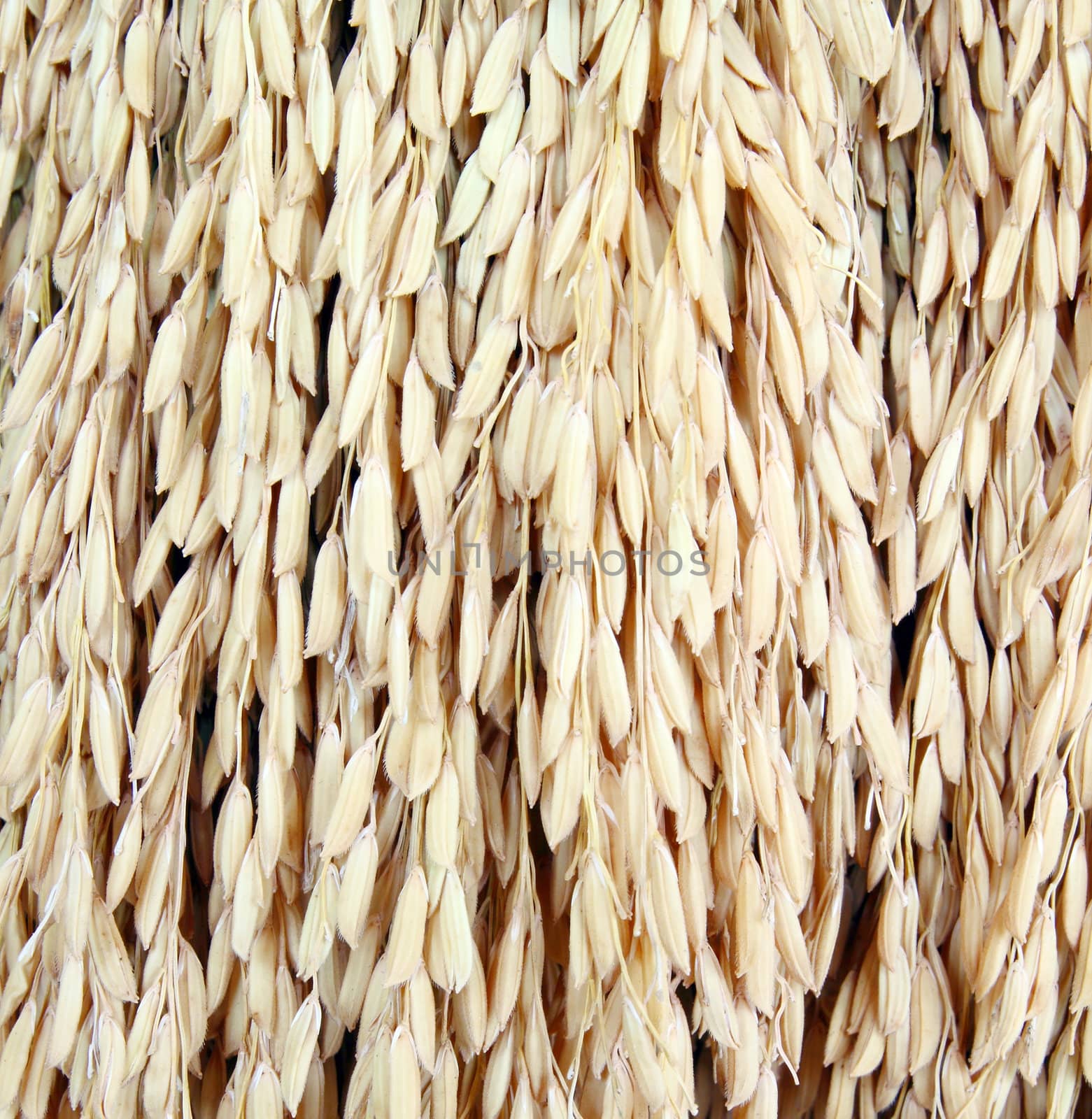 close up golden rice spikes by geargodz