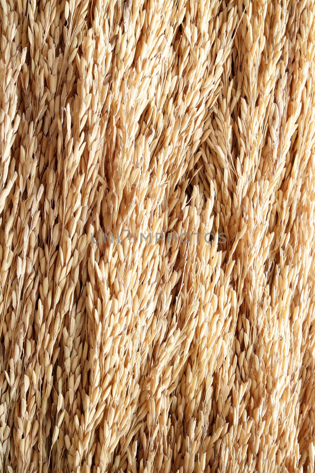 close up golden rice spikes by geargodz