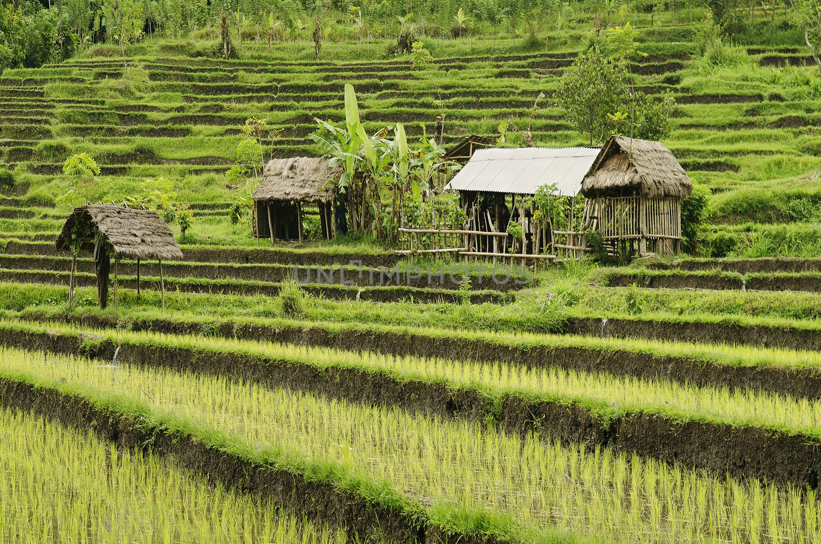 terraced rice field landcape in bali indonesia