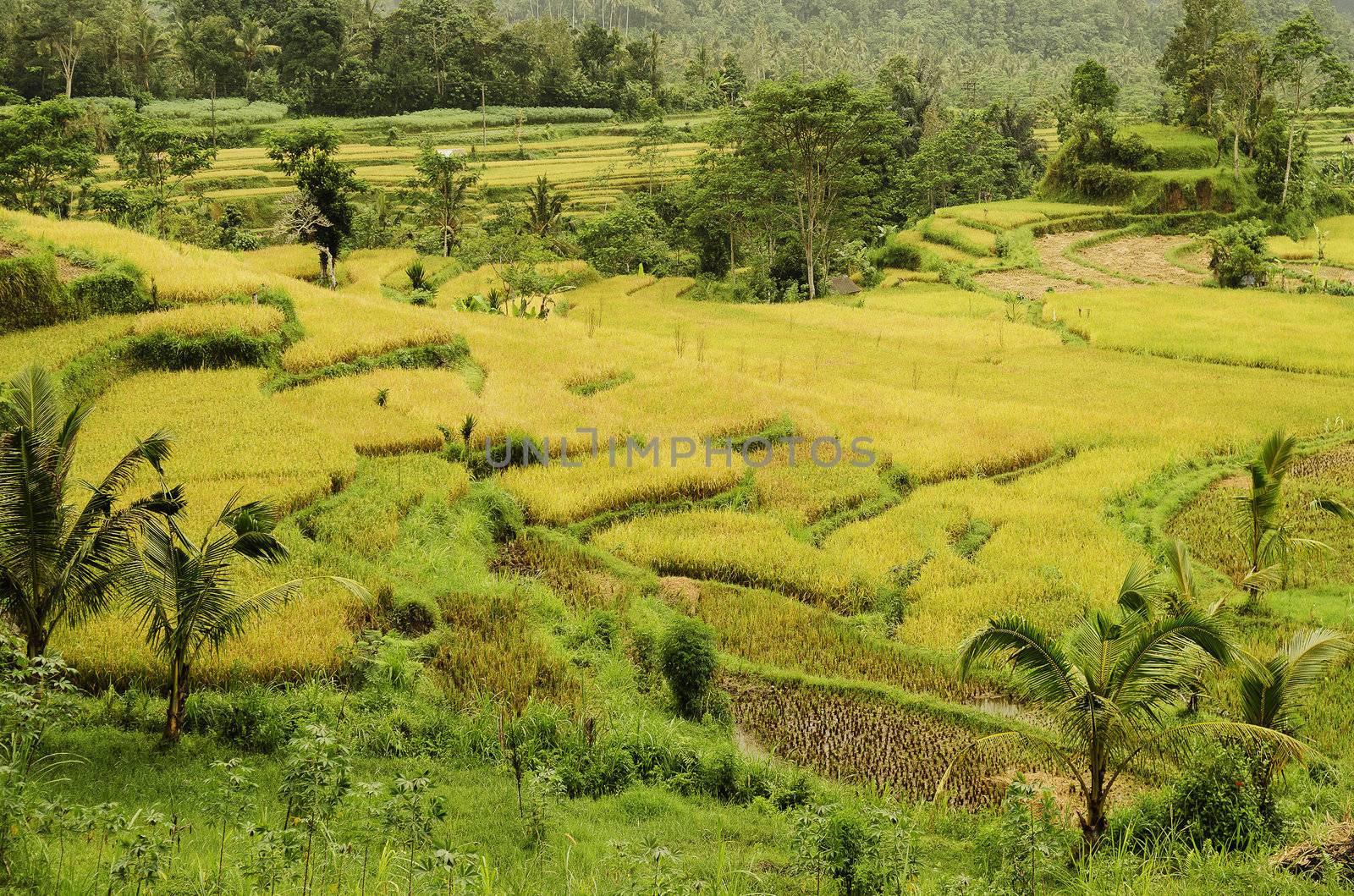 terraced rice field landcape in bali indonesia