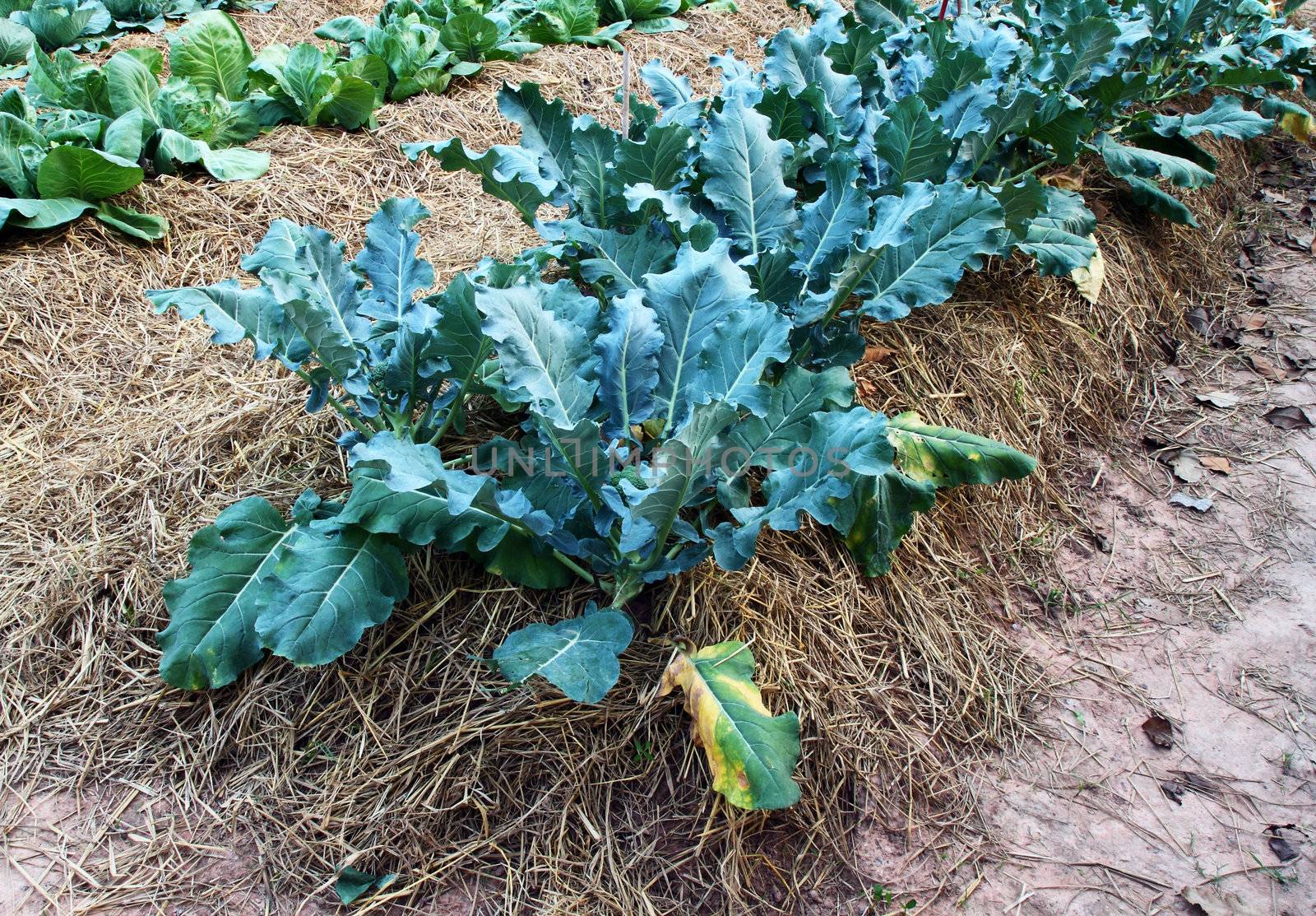 Chinese kale vegetable at a farm
