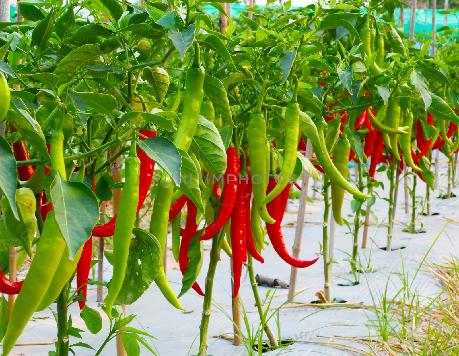 red chilli pepper plant, very hot! by geargodz