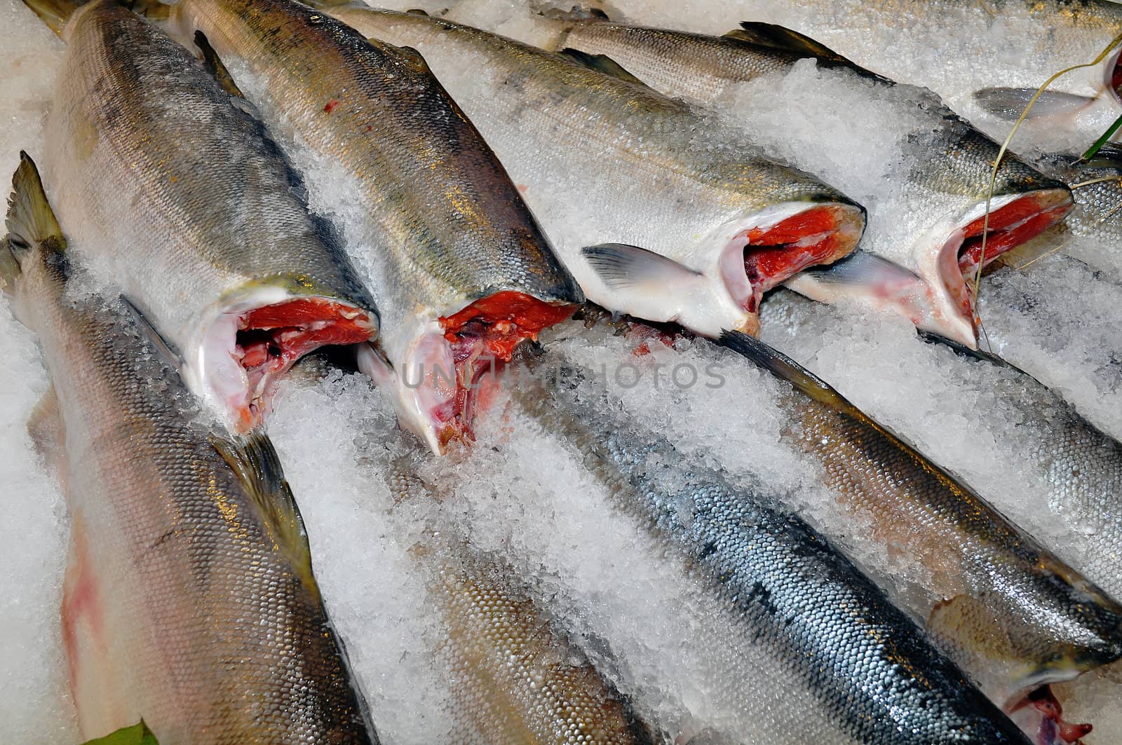 Fresh salmon steaks on ice