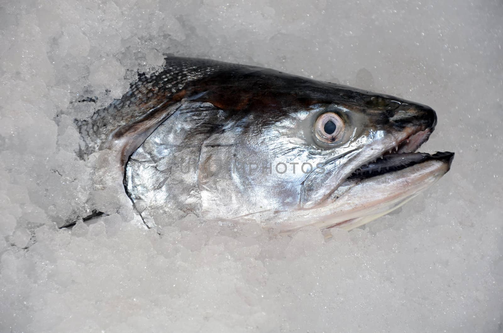 Salmon on ice at the market