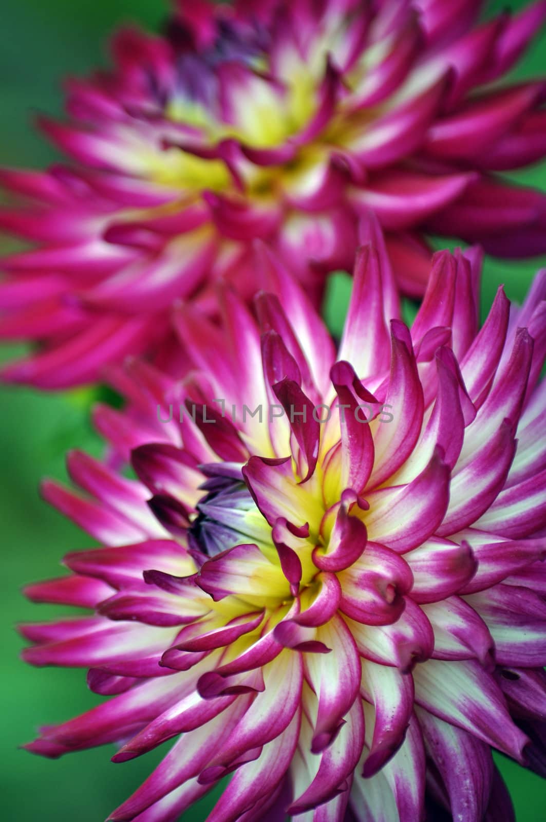 Two purple dahlia flowers in bloom