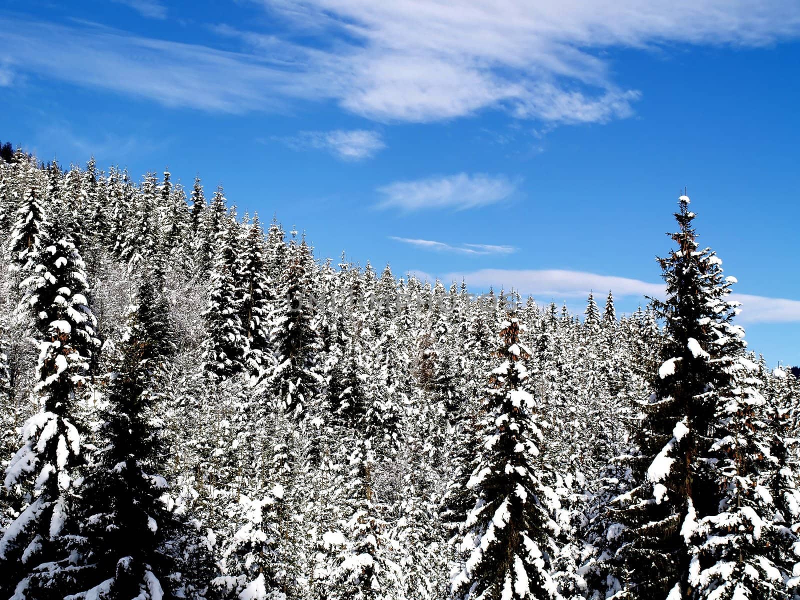 Snowy Trees by anderm