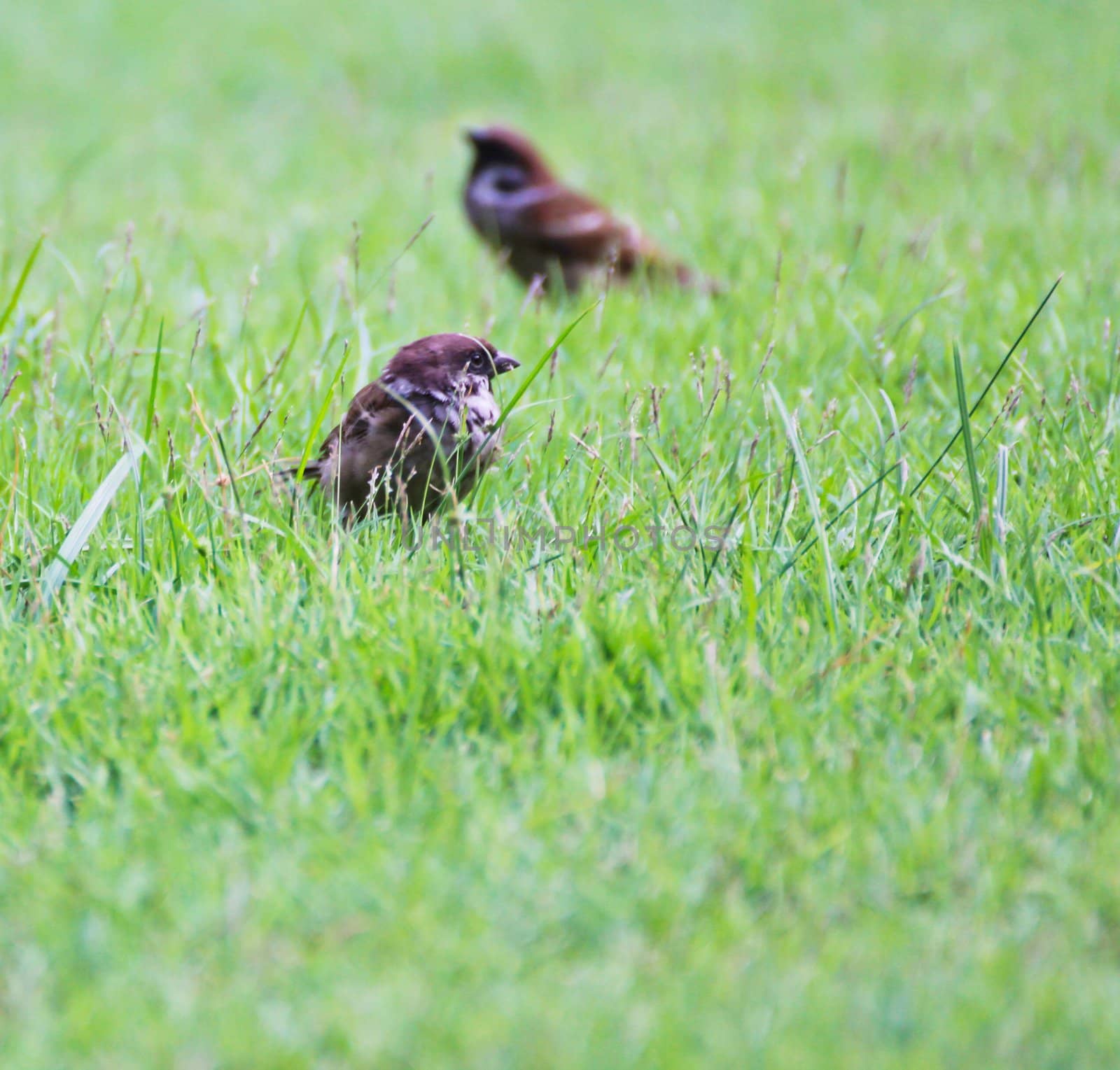 Sparrow on grass by Myimagine