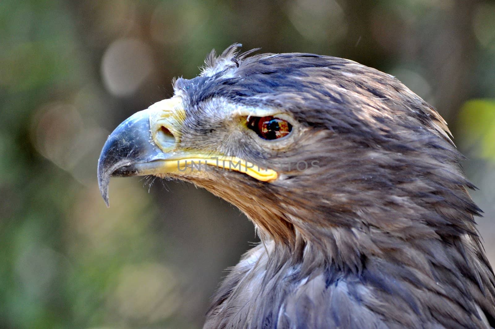 Head of a hawk by anderm