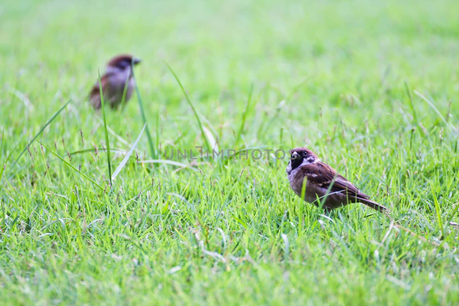 Sparrow on grass by Myimagine