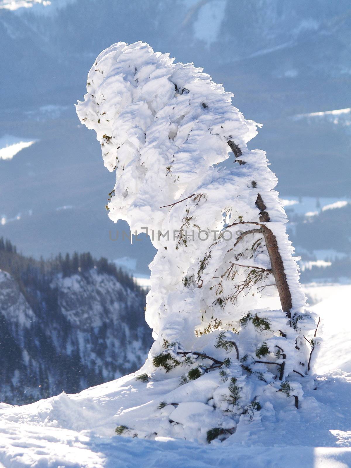 Snow covered tree