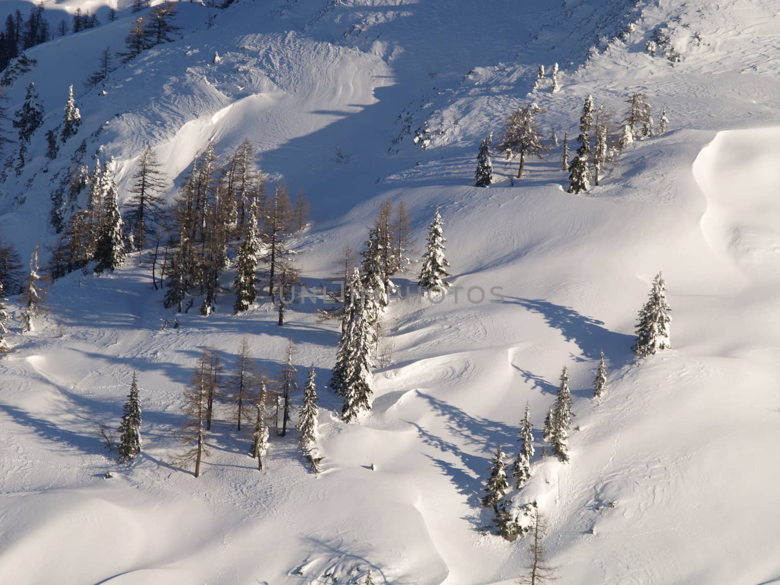 Snow covered trees