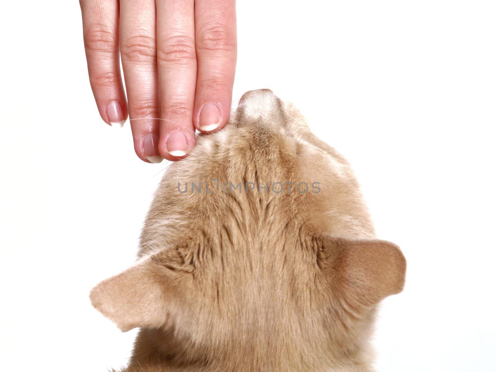 Girl stroking a ginger cat by anderm