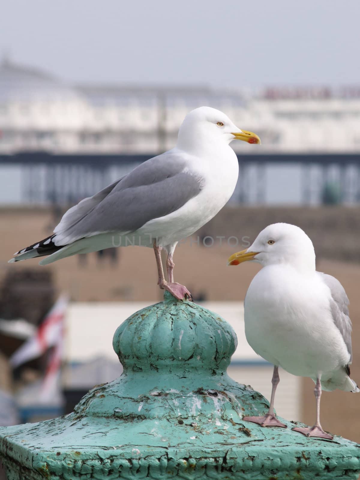 Seagulls by anderm