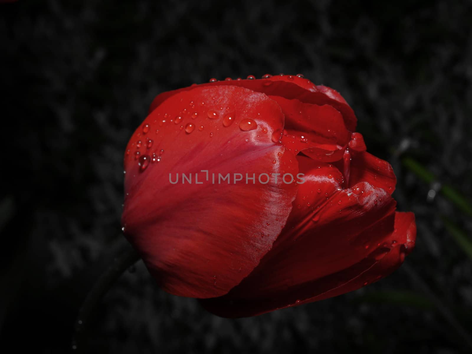 Raindrops on a tulip bulb