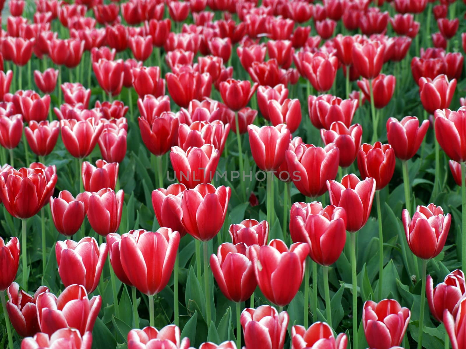 Tulip farm at the Netherlands