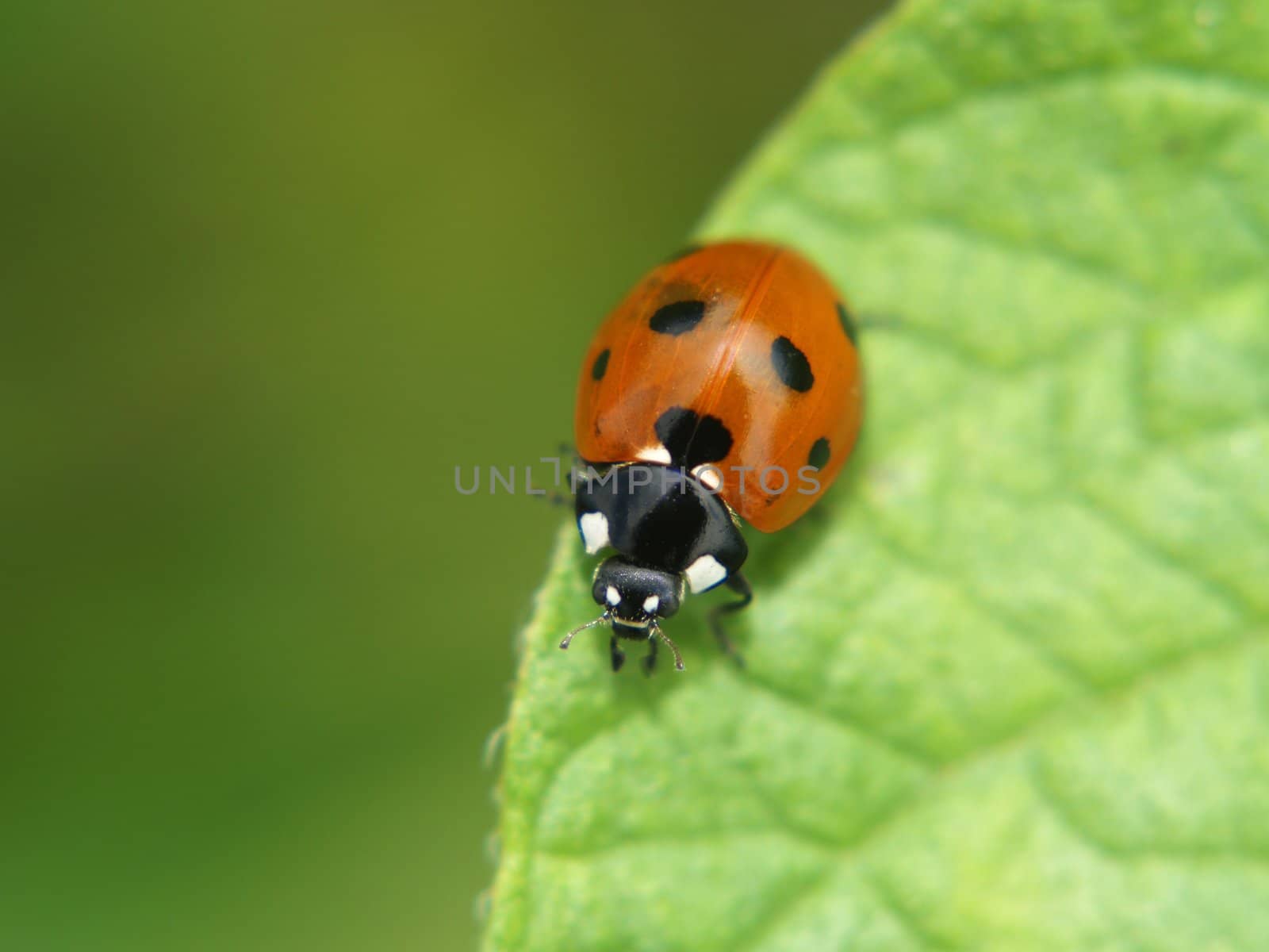 Spotted ladybird on a green leaf by anderm