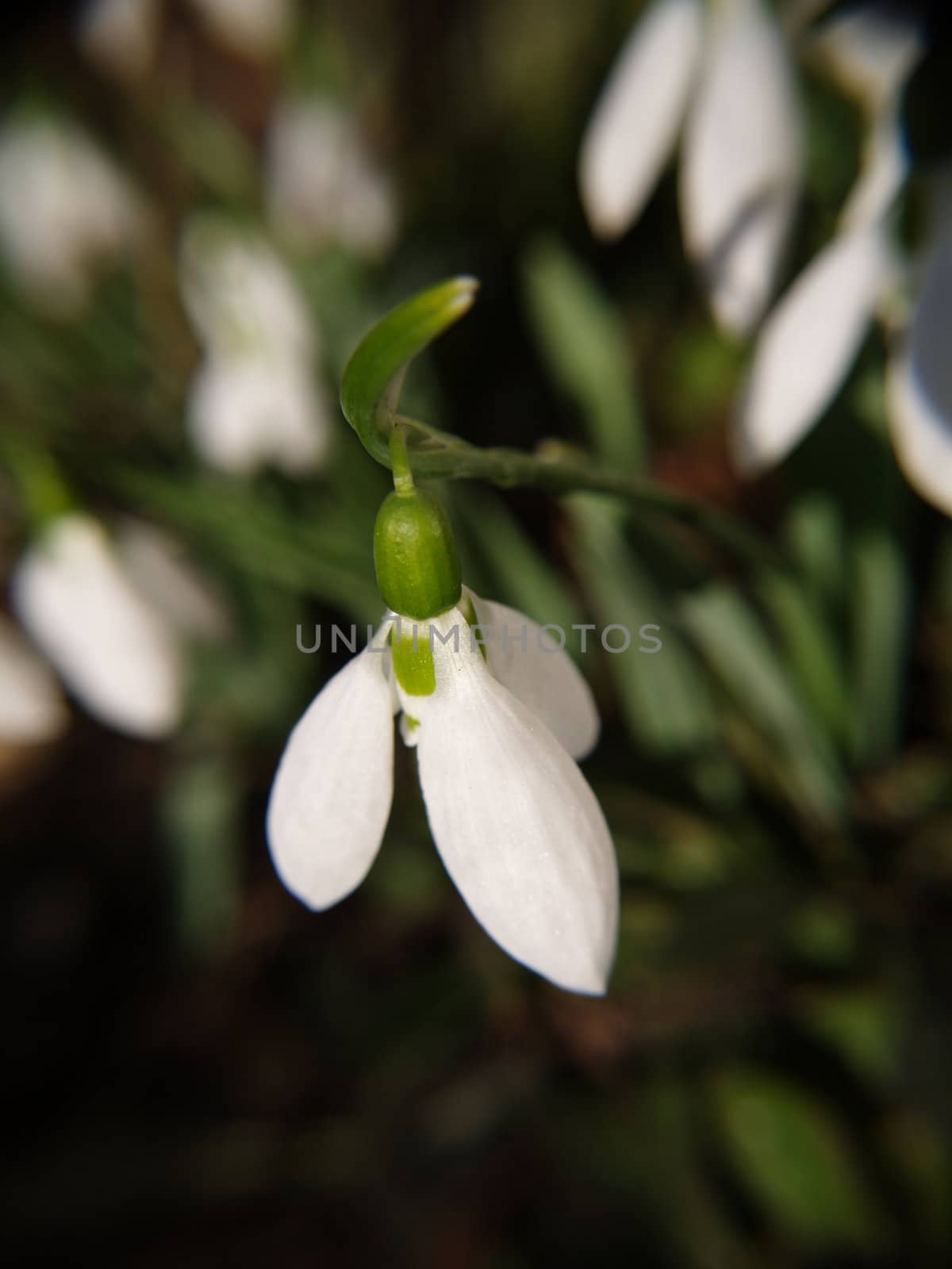 Snowdrops with its natural background